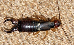 Earwig on a metal surface.