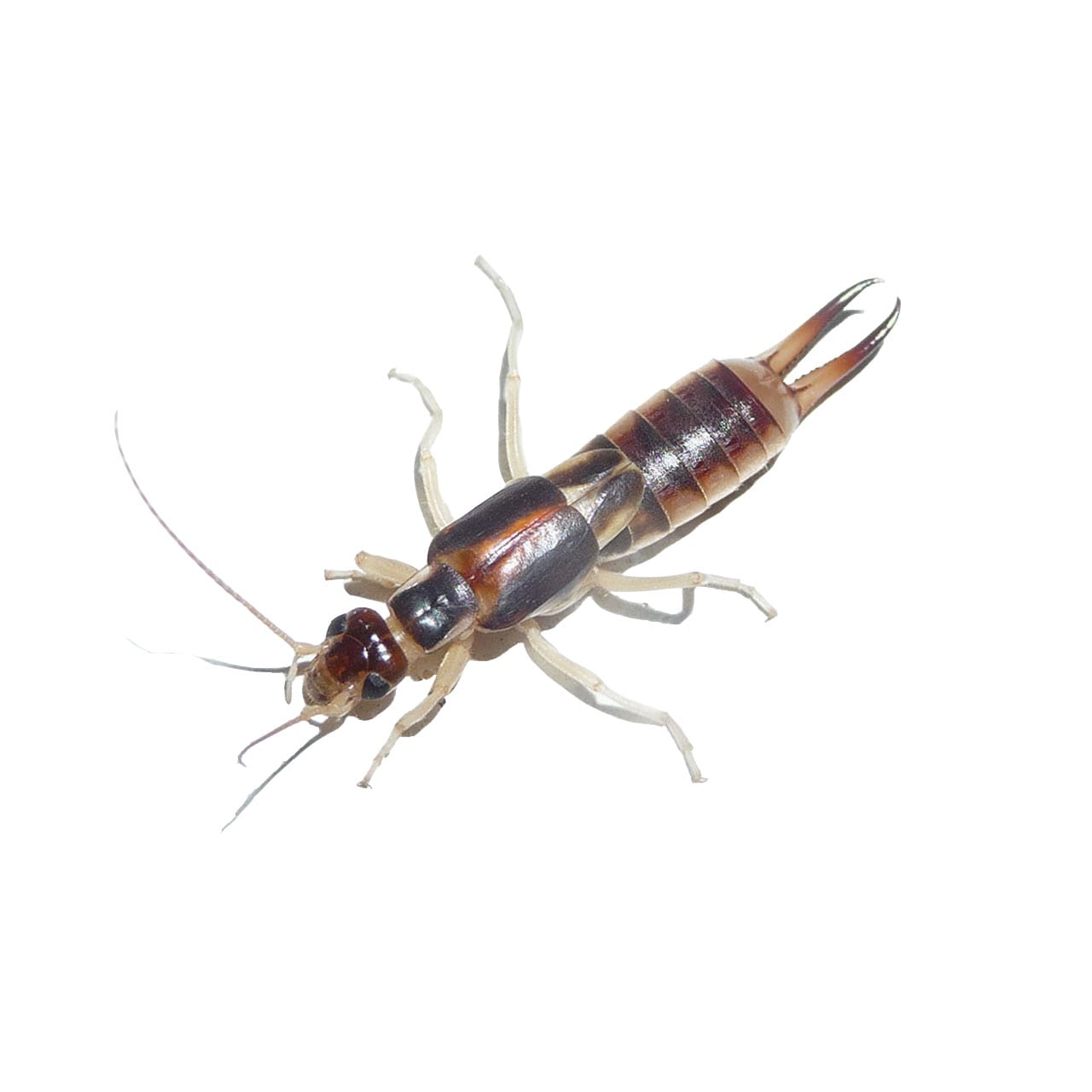 Earwig Control Florida & NJ Excel Pest Services