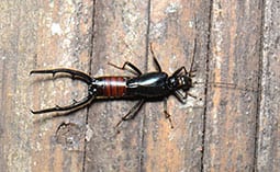 Earwig on a wooden surface.