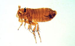 Flea on a white surface.