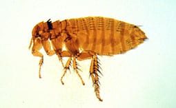 Flea on a white surface.
