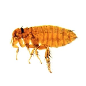Flea on a white surface.