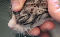 Person's hands pushing aside the fur on a cat's face to show many fleas.