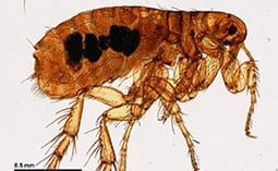 Flea on a white surface with a measurement reference.