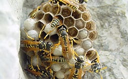 Many hornets in a hornet nest.