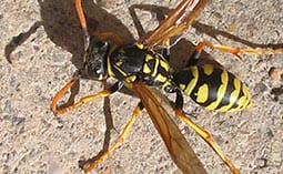 Hornet on a concrete surface.