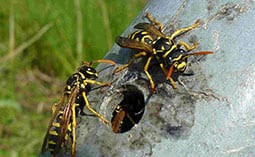 Two hornets on a light blue surface.