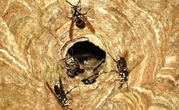 Hornets climbing out of a hornet nest.
