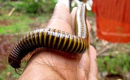 Millipede on a person's hand.