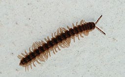 Millipede on concrete.