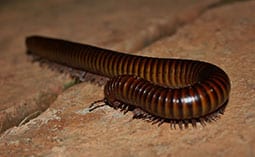 Millipede on the sidewalk.