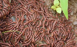 Many millipedes covering a rock.