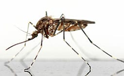 Mosquito on a white surface.