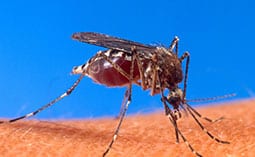 Mosquito biting a person's skin.