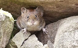 Mouse peeking out of a rock pile.
