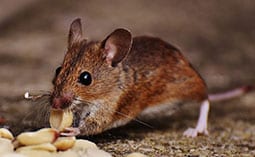 Mouse eating peanuts.