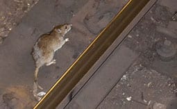 Rat on concrete.