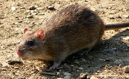 Rat on a dirt ground.