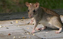 Rat on a wooden deck.