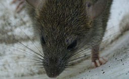 Closeup of a rat's face.