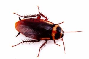 Cockroach on a white surface.