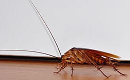 Cockroach on a wooden floor.