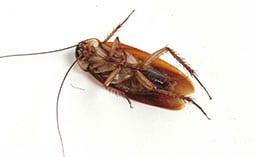 Cockroach on its back on a white surface.