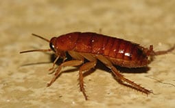 Cockroach on a concrete surface.