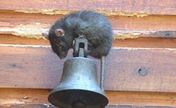 Rat on top of a metal bell.
