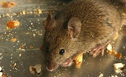 Mouse on a metal surface.