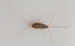 Silverfish on a white surface.