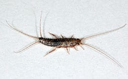 Silverfish on a white surface.