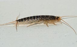 Silverfish on a white surface.