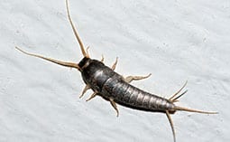 Silverfish on a white surface.