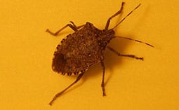 Stink bug on a yellow surface.