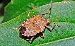 Stink bug on a leaf.