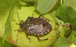 Two stink bugs on a piece of fruit.