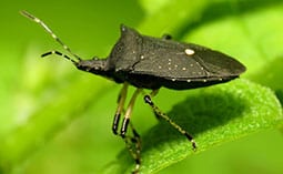 Stink bug on a leaf.