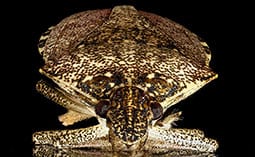 Stink bug on a black surface.