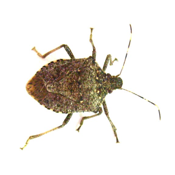 Stink bug extermination florida nj excel pest services