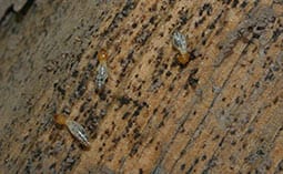 Termites on a piece of wood.