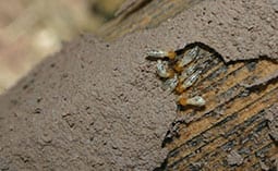 Termites on a piece of wood.