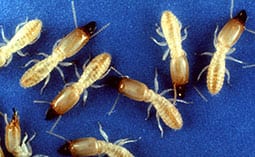 Many termite soldiers on a blue surface.