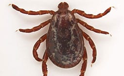 Tick on a white surface.