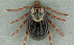 Tick on a gray surface.