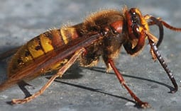 Wasp on a metal surface.