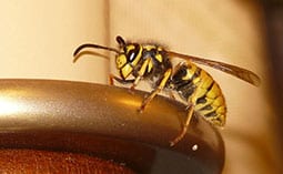 Wasp on a table.