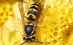 Wasp on a yellow flower.