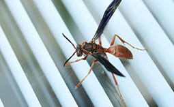 Wasp on a window.