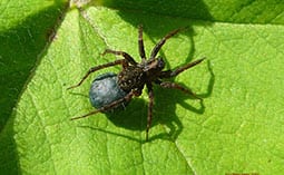 Spider on a leaf.